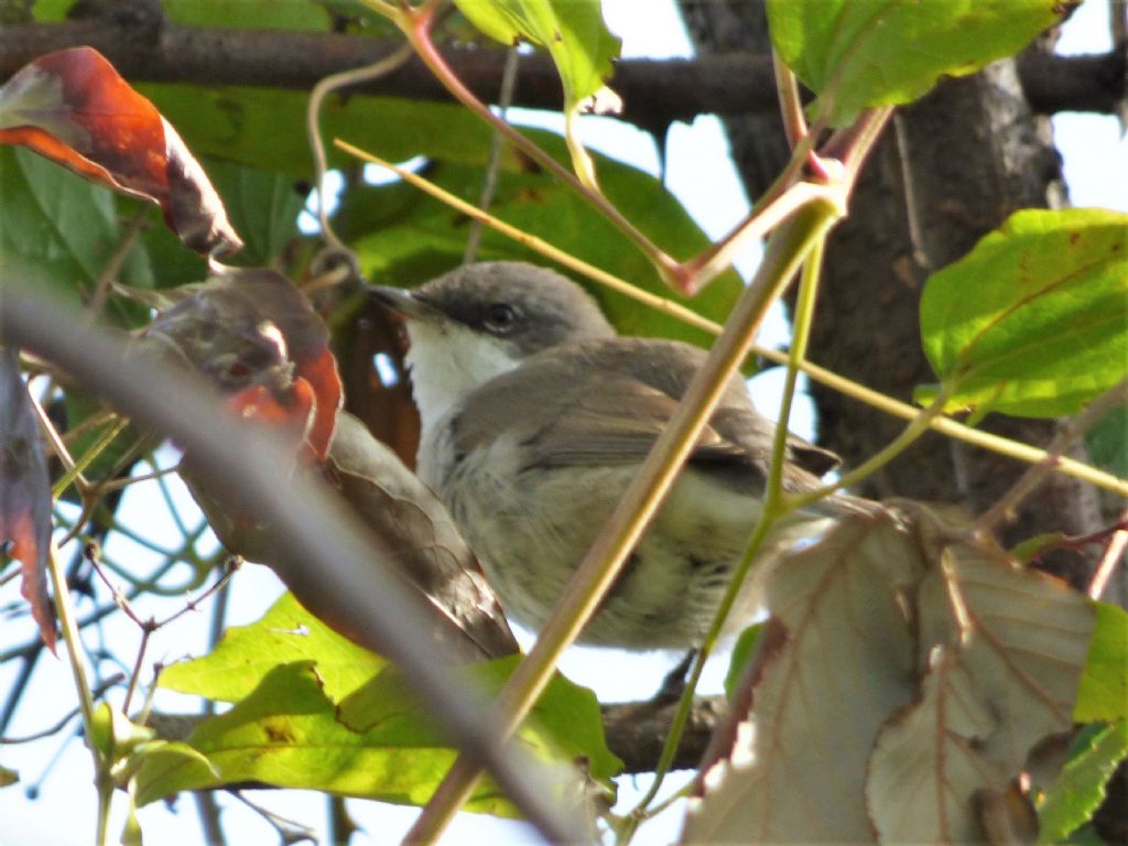 Bigiarella (Sylvia curruca)